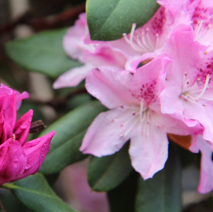 Rhododendron ‘HOLDEN52' ~ Southgate® Splendor™ Rhododendron-ServeScape