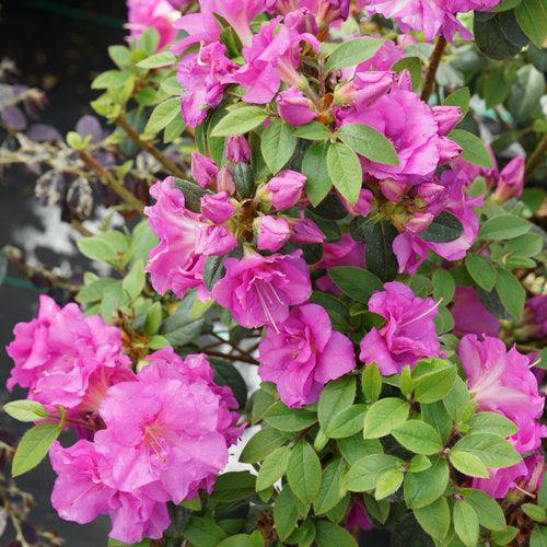 Rhododendron x 'NCRX4' ~ PW® Perfecto Mundo® Double Purple Azalea-ServeScape