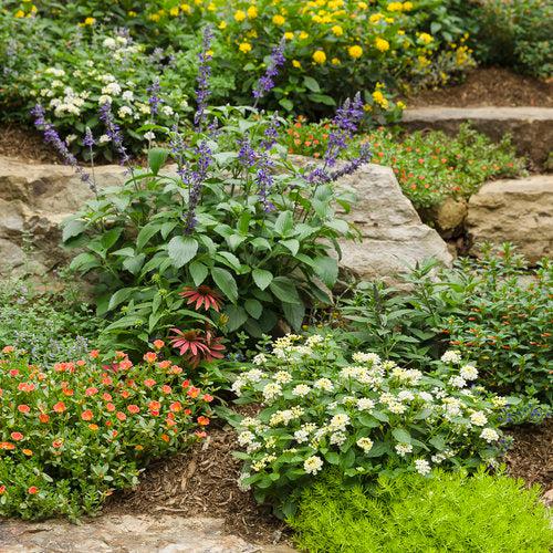 Lantana camara ‘LANZ0004’ PP24641 ~ PW® Luscious® Royale Piña Colada Lantana-ServeScape