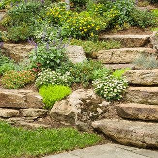 Lantana camara ‘LANZ0004’ PP24641 ~ PW® Luscious® Royale Piña Colada Lantana-ServeScape
