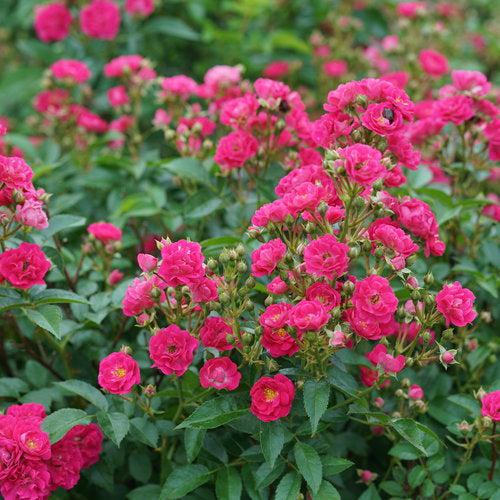 Rosa x 'Phyllis Sherman' ~ Oso Easy Peasy® Rose-ServeScape