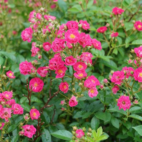 Rosa x 'Phyllis Sherman' ~ Oso Easy Peasy® Rose-ServeScape