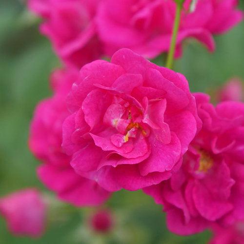 Rosa x 'Phyllis Sherman' ~ Oso Easy Peasy® Rose-ServeScape
