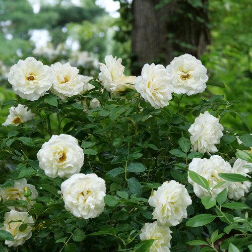 Rosa x 'BOZFRA121' ~ Reminiscent™ Crema Rose-ServeScape