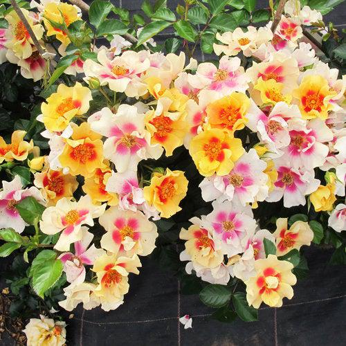 Rosa x 'ChewBullseye' ~ Ringo® Rose-ServeScape