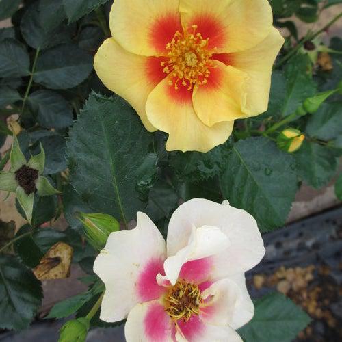 Rosa x 'ChewBullseye' ~ Ringo® Rose-ServeScape