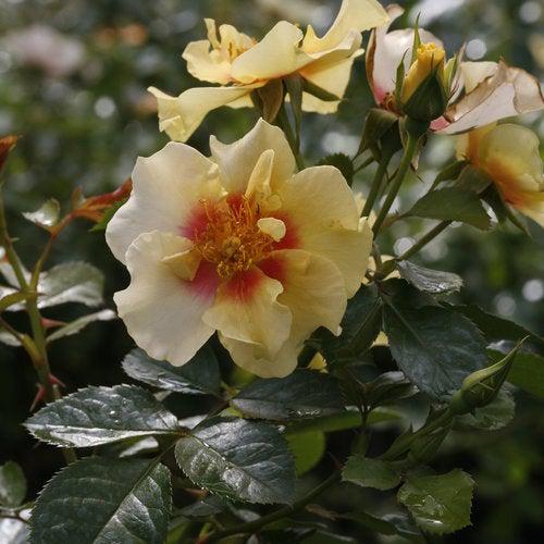 Rosa x 'ChewBullseye' ~ Ringo® Rose-ServeScape