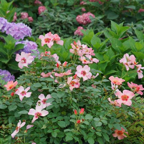 Rosa x 'ChewEyesUp' ~ Ringo All-Star™ Rose-ServeScape