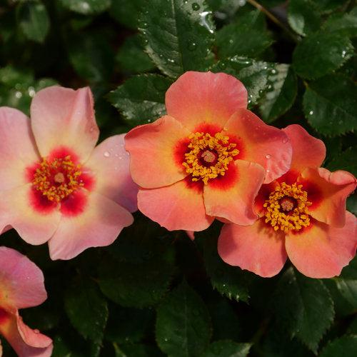 Rosa x 'ChewEyesUp' ~ Ringo All-Star™ Rose-ServeScape