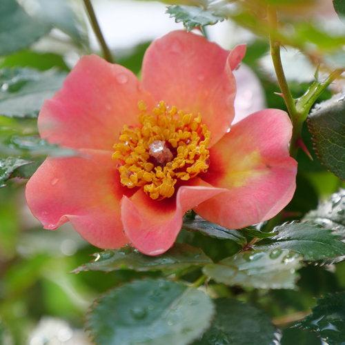 Rosa x 'ChewEyesUp' ~ Ringo All-Star™ Rose-ServeScape