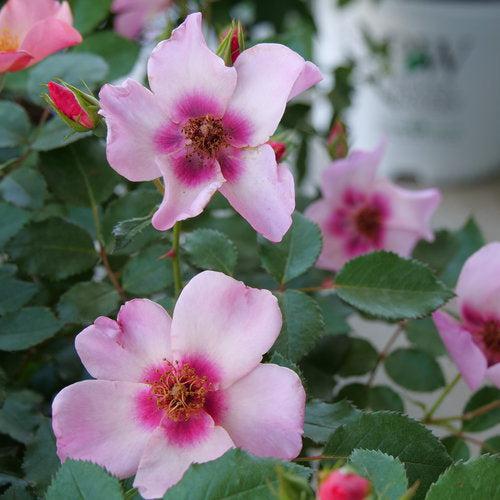 Rosa x 'ChewEyesUp' ~ Ringo All-Star™ Rose-ServeScape
