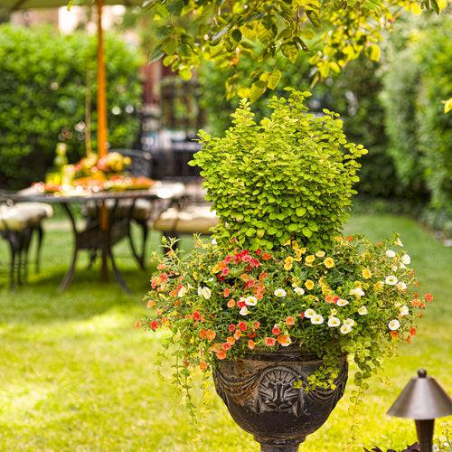 Berberis thunbergii 'Maria' USPP 18,082 ~ PW® Sunjoy® Gold Pillar Barberry-ServeScape