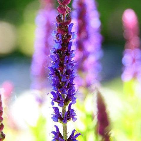 Salvia nemorosa 'Apex Blue' ~ Apex™ Blue Meadow Sage-ServeScape