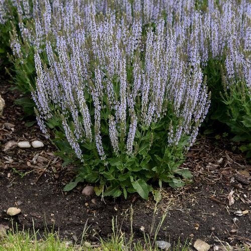 Salvia nemorosa ‘Perfect Profusion’ ~ PW® Perfect Profusion Meadow Sage-ServeScape