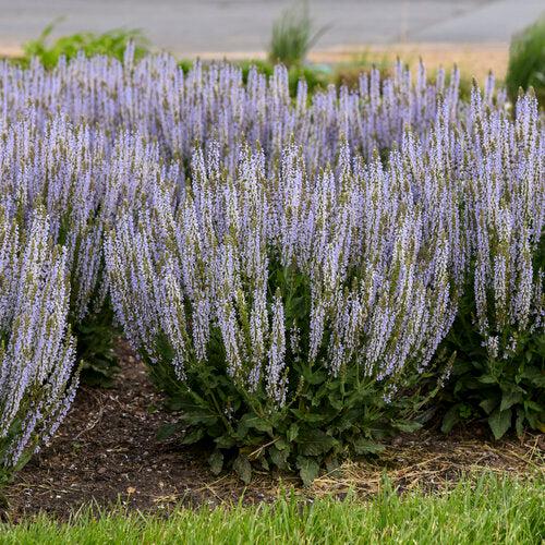 Salvia nemorosa ‘Perfect Profusion’ ~ PW® Perfect Profusion Meadow Sage-ServeScape