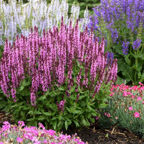 Salvia nemorosa ‘Pink Profusion’ ~ PW® Pink Profusion Meadow Sage-ServeScape