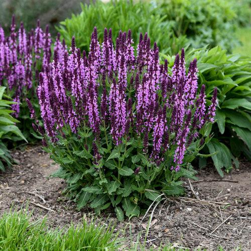 Salvia nemorosa ‘Pink Profusion’ ~ PW® Pink Profusion Meadow Sage-ServeScape
