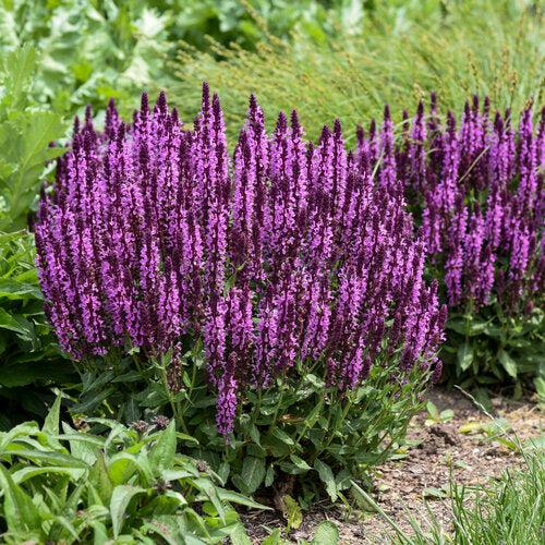 Salvia nemorosa ‘Pink Profusion’ ~ PW® Pink Profusion Meadow Sage-ServeScape