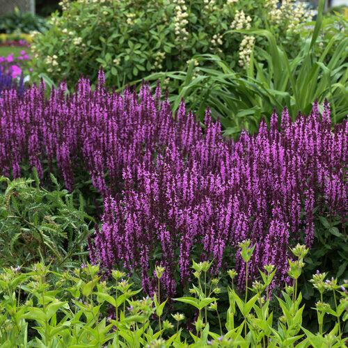 Salvia nemorosa ‘Pink Profusion’ ~ PW® Pink Profusion Meadow Sage-ServeScape