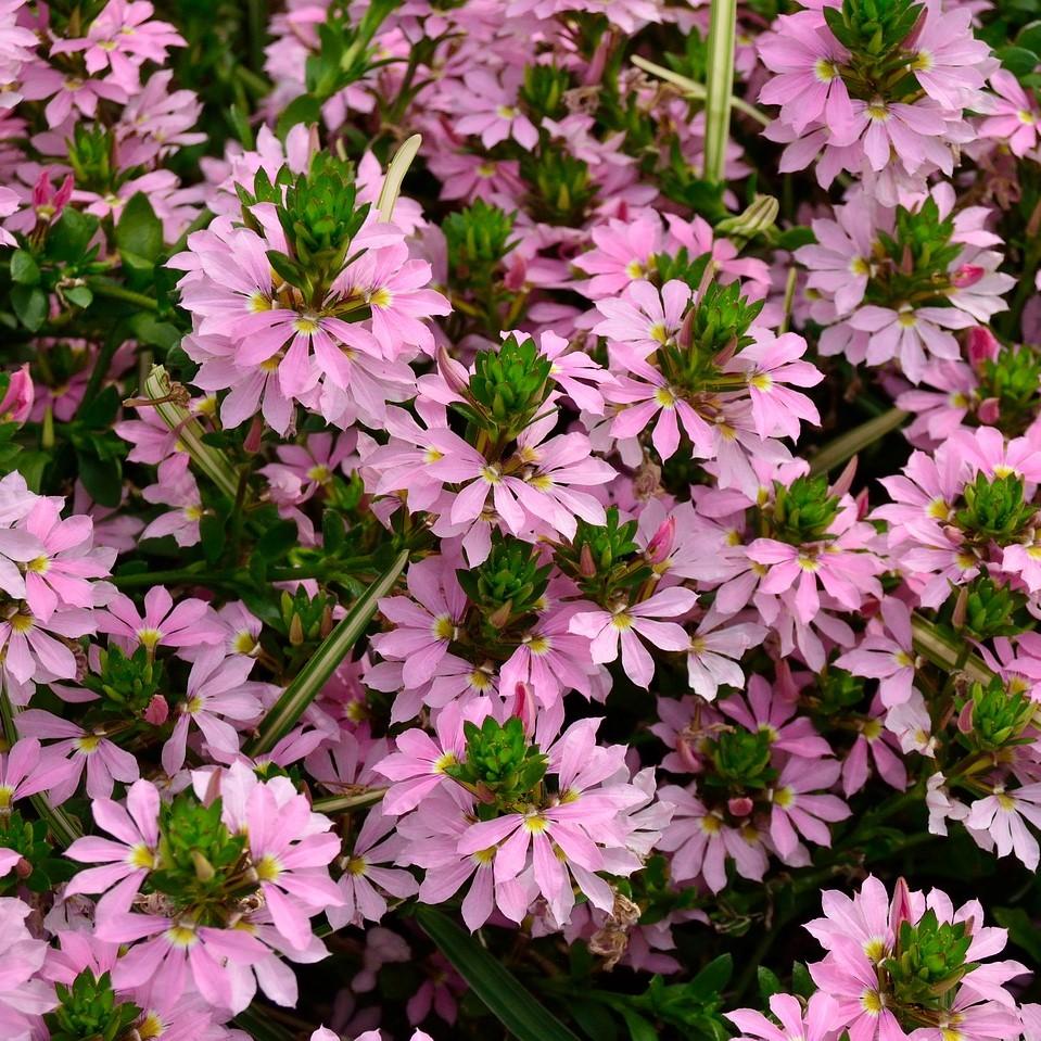 scaevola 'Scala Pink' ~ Scala Pink Fan Flower-ServeScape