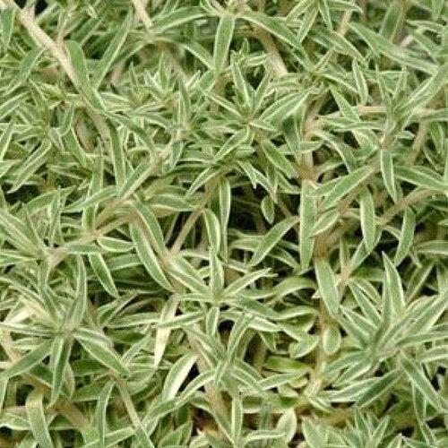 sedum lineare 'Sea Urchin' ~ Sea Urchin Sedum-ServeScape
