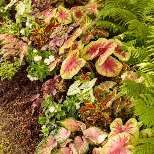 Caladium 'Snow Drift' ~ PW® Heart to Heart® Snow Drift Caladium-ServeScape
