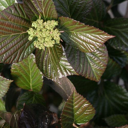 Viburnum x 'NCVX1' ~ Shiny Dancer® Viburnum-ServeScape