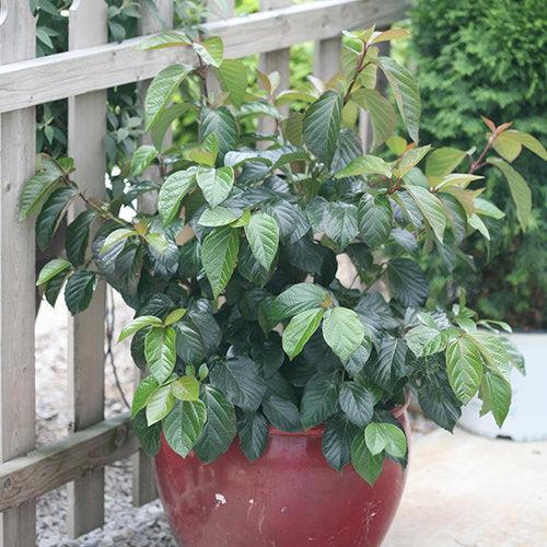 Viburnum x 'NCVX1' ~ Shiny Dancer® Viburnum-ServeScape