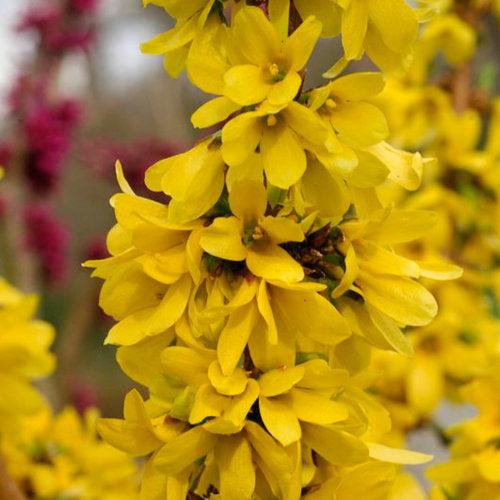 Forsythia x 'Minfor6' ~ Show Off Starlet® Forsythia-ServeScape