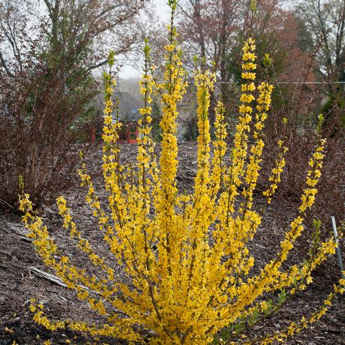 Forsythia x 'Minfor6' ~ Show Off Starlet® Forsythia-ServeScape