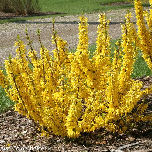 Forsythia x 'NIMBUS' USPP 23,838 ~ SShow Off® Sugar Baby® Forsythia-ServeScape