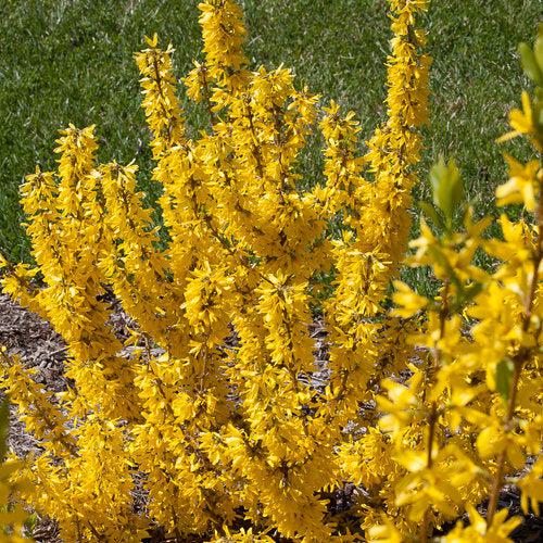 Forsythia x 'NIMBUS' USPP 23,838 ~ SShow Off® Sugar Baby® Forsythia-ServeScape