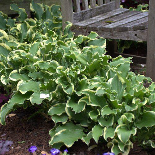 Hosta 'Wheee!' PP23565 ~ PW® Shadowland® Wheee! Hosta-ServeScape