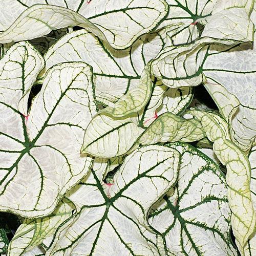 Caladium 'Snow Drift' ~ PW® Heart to Heart® Snow Drift Caladium-ServeScape