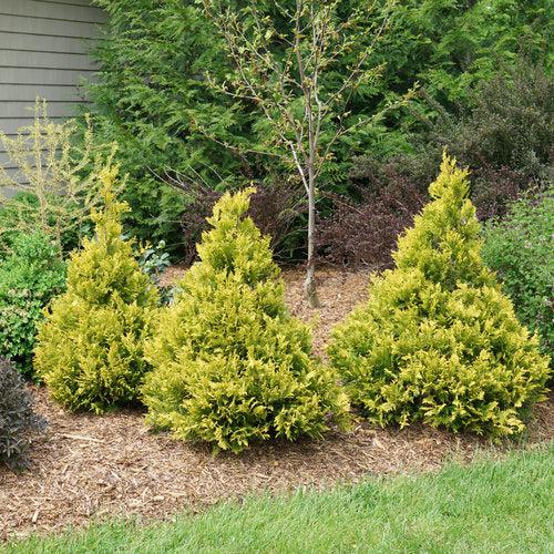 Chamaecyparis pisifera 'FARROWCGMS' ~ Soft Serve® Gold False Cypress-ServeScape
