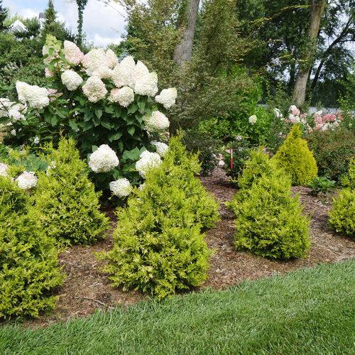 Chamaecyparis pisifera 'FARROWCGMS' ~ Soft Serve® Gold False Cypress-ServeScape