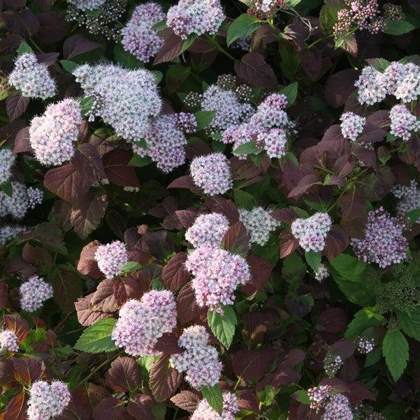 Spiraea x fritschiana 'JN Select J' PP31,995 ~ Spot On™ Spirea-ServeScape