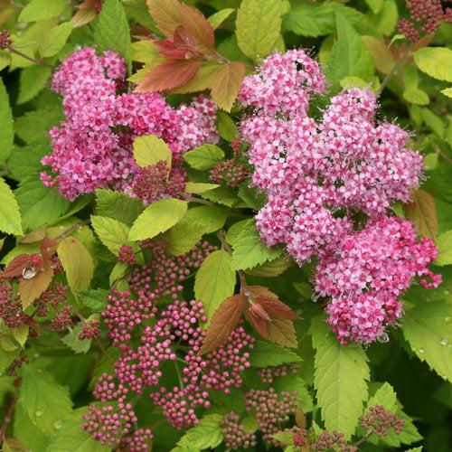 Spiraea x 'Tracy' USPP 21,588 ~ Double Play® Big Bang Spirea-ServeScape