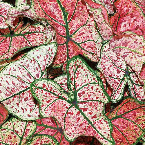 Caladium 'Splash of Wine' ~ PW® Heart to Heart® Splash of Wine Caladium-ServeScape