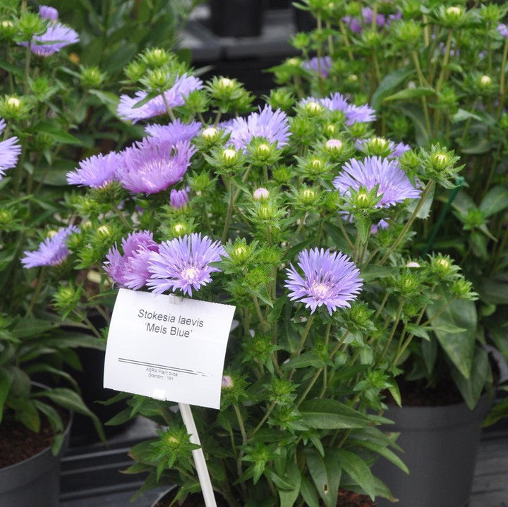 Stokesia laevis 'Mel's Blue' ~ Mel's Blue Stokes' Aster-ServeScape