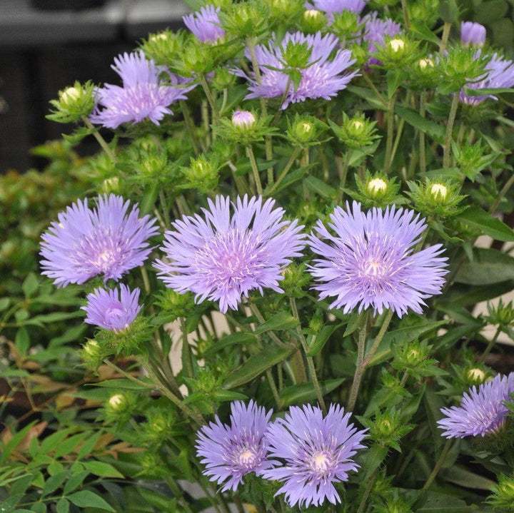 Stokesia laevis 'Mel's Blue' ~ Mel's Blue Stokes' Aster-ServeScape