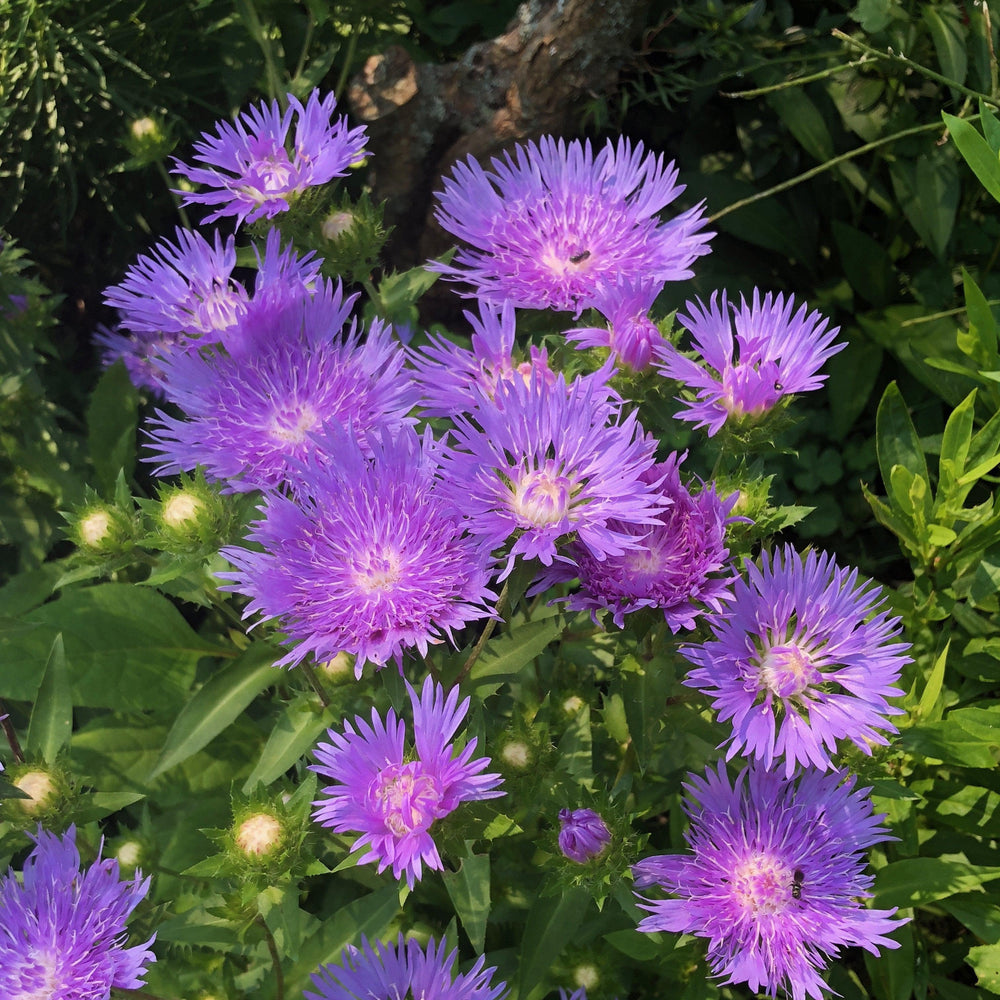 Stokesia laevis 'Mel's Blue' ~ Mel's Blue Stokes' Aster-ServeScape