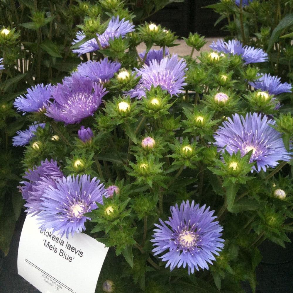 Stokesia laevis 'Mel's Blue' ~ Mel's Blue Stokes' Aster-ServeScape