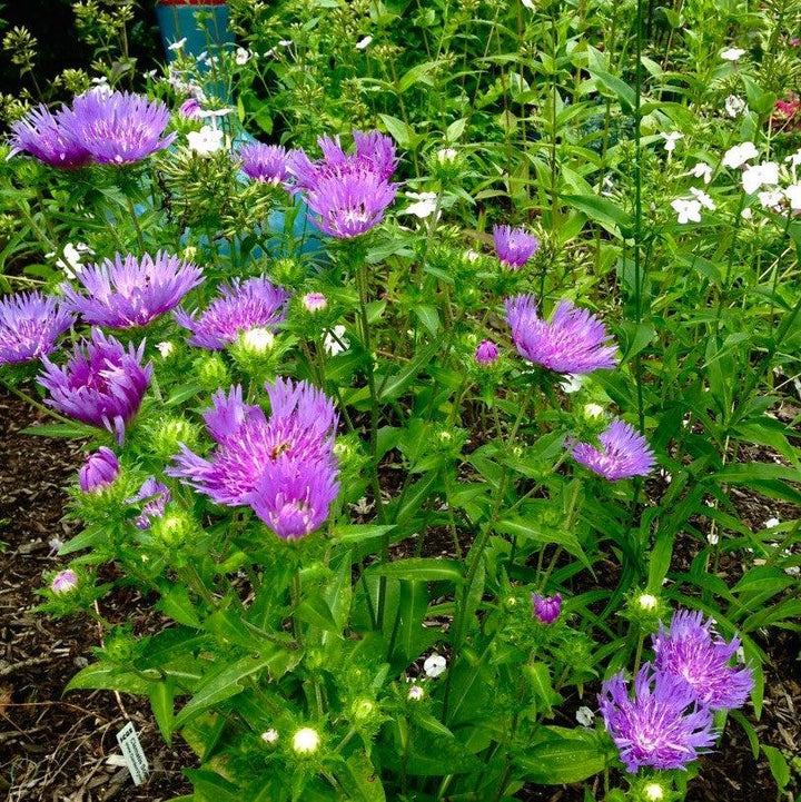 Stokesia laevis 'Mel's Blue' ~ Mel's Blue Stokes' Aster-ServeScape