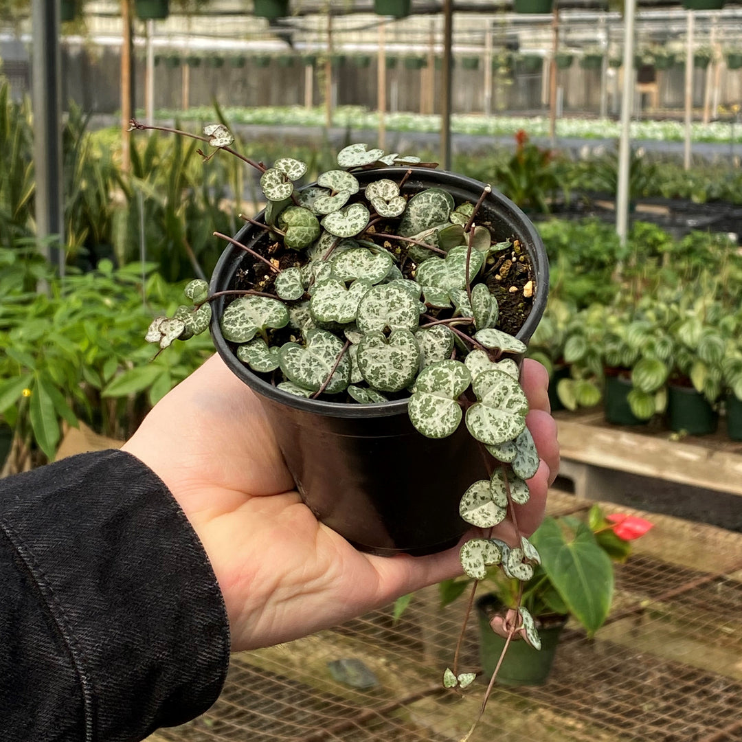 Ceropegia Woodii ~ String Of Hearts-ServeScape