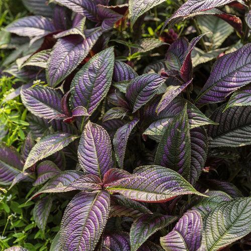 strobilanthes dyeriana ~ Proven Accents® Persian Shield-ServeScape