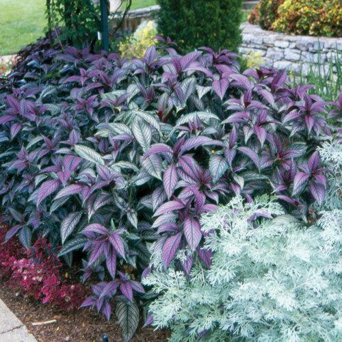 strobilanthes dyeriana ~ Proven Accents® Persian Shield-ServeScape