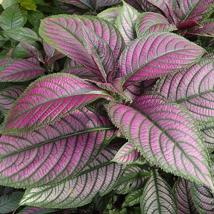 strobilanthes dyeriana ~ Proven Accents® Persian Shield-ServeScape