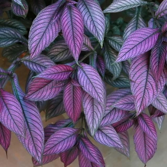 strobilanthes dyeriana ~ Proven Accents® Persian Shield-ServeScape