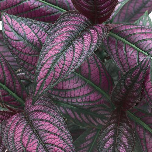 strobilanthes dyeriana ~ Proven Accents® Persian Shield-ServeScape